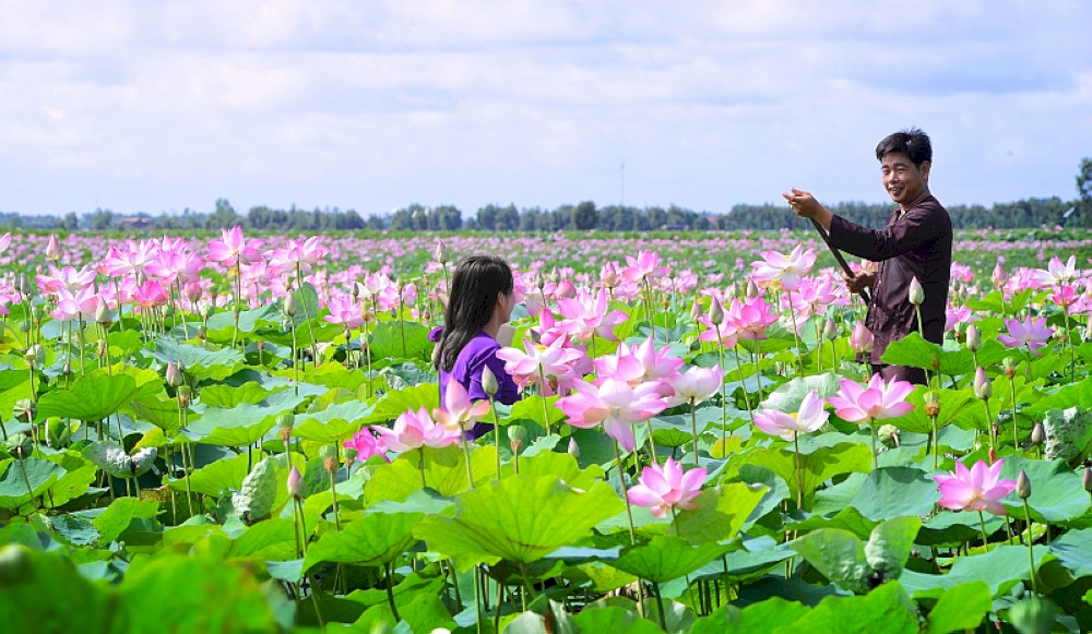 Lotus fields in Dong Thap Muoi
